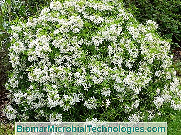 Choisya Aztec Pearl: Small Flowering Shrub