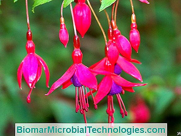 Fuchsia: Ekstraordinære Blomster