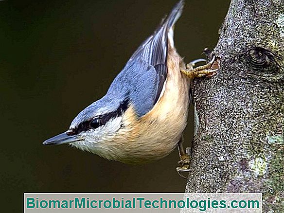 A Nuthatch