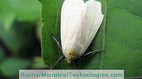 Whitefly: Természetes Kezelések A Whitefly Ellen