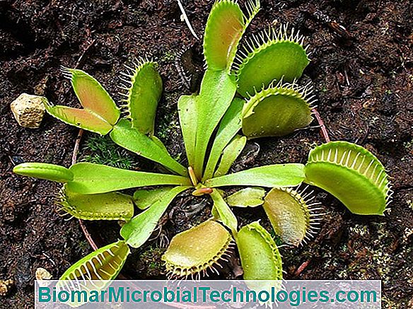 Dion (Dionaea Muscipula) Eller Flycatchers, Kødædende Plante