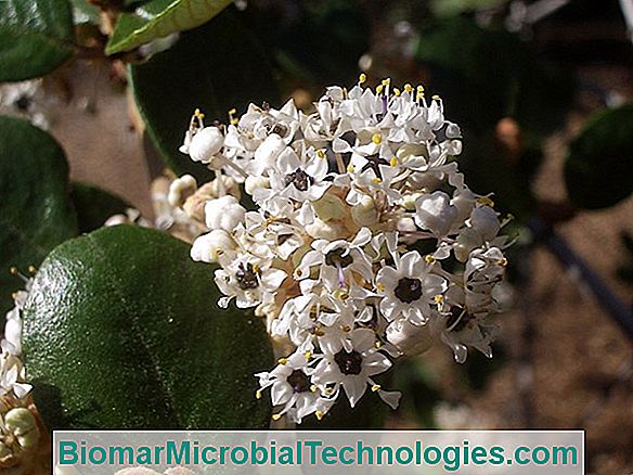 Ceanoth (Ceanothus), Kaliforniai Lila