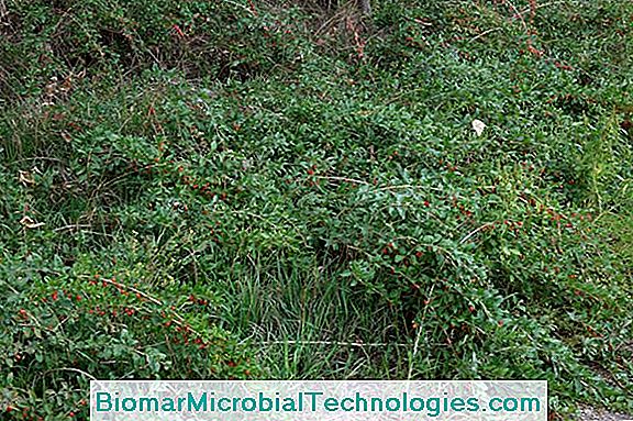 Wolfberry (Lycium Barbarum), Uvala Lycieta