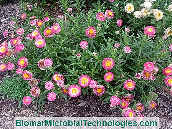 Immortelle (Bracteantha Bracteata), Fiore Di Mazzi Secchi