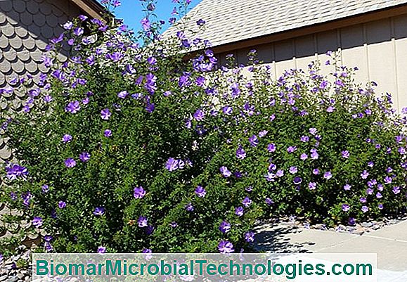 Arbusto Lavatera (Lavatera), Althea E Hibiscus