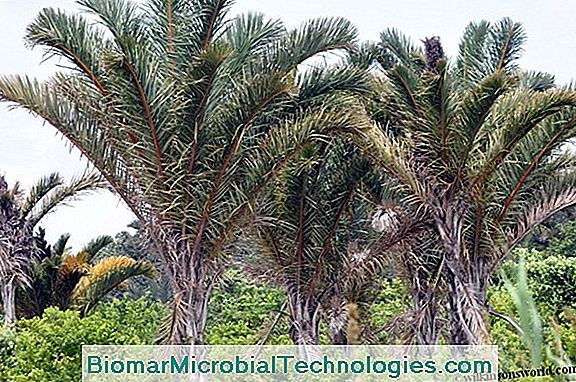 Raffia Palm (Raphia Farinifera) Eller Floury Raphia