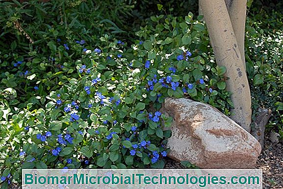 Creeping Plumbago (Ceratostigma Plumbaginoides) Or Creeping Dentate