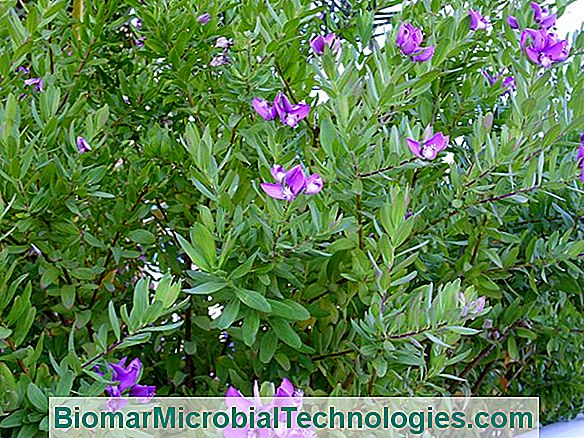 Polygale (Polygala Myrtifolia), Beautiful Complex Flowers