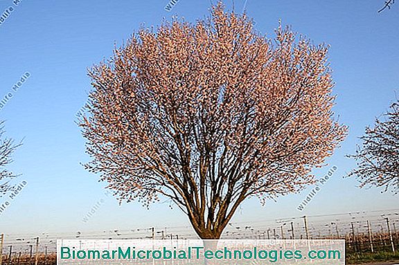 Mandelbaum (Prunus Dulcis Oder Amygdalus), Der Baum Der Jungfräulichkeit