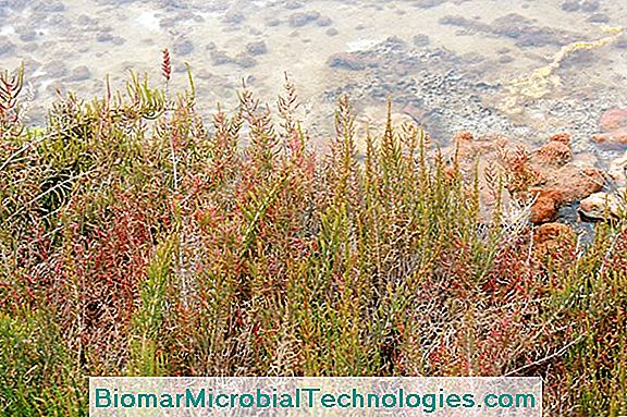 Salicornia (Salicornia Europaea), Seebohnen Oder Falsche Algen