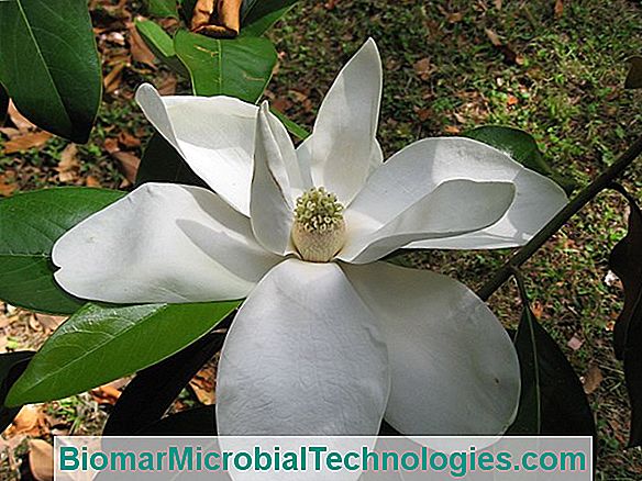 Magnolia Grandiflora: Die Beständige Magnolie