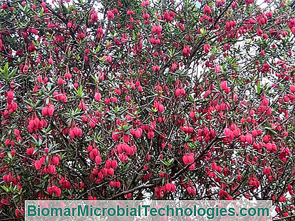 Krinodendron (Crinodendron Hookerianum) Für Die Atlantikküste