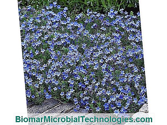 Gremil (Lithodora Diffusa), Blaue Blüten Im Überfluss