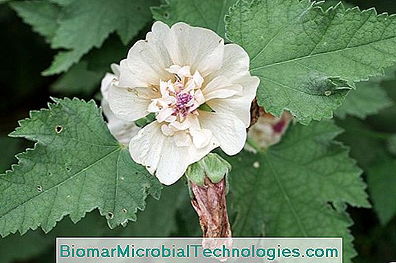 Hibiskus Oder Althea (Hibiscus Syriacus Oder Hibiscus Rosa Sinensis)