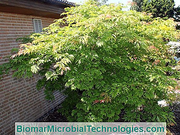 Japanischer Ahorn (Acer Palmatum), Wegen Der Schönheit Seiner Roten Blätter