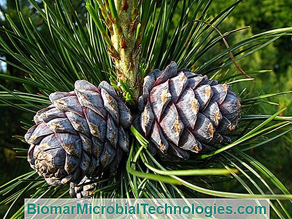 Kiefer (Pinus Spp), Der Baum, Der Von Der Globalen Erwärmung Profitiert