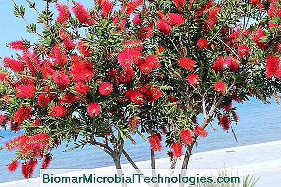 Die Flasche Rince (Callistemon Citrinus) Wie Eine Flaschenbürste