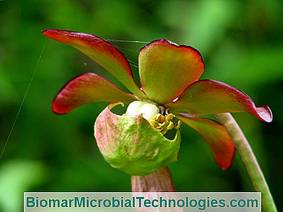 Sarracenia, Fleischfressende Pflanze In Feuchter Und Saurer Umgebung
