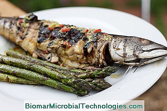 Grilled Mackerel Barbecued Mallorcan