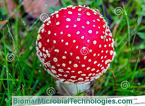 The Fly Agaric, The Red Mushroom With White Dots