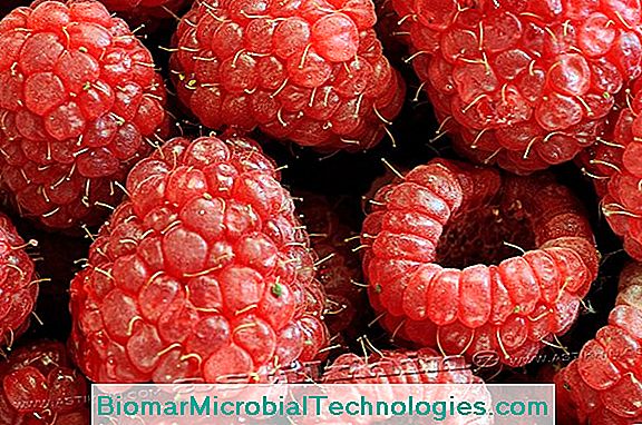 Raspberry (Rubus Idaeus): The Gourmet Dessert Fruit