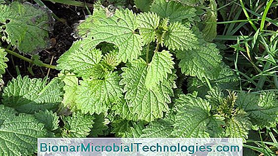 Nettle (Urtica Dioica), A Great Weed!