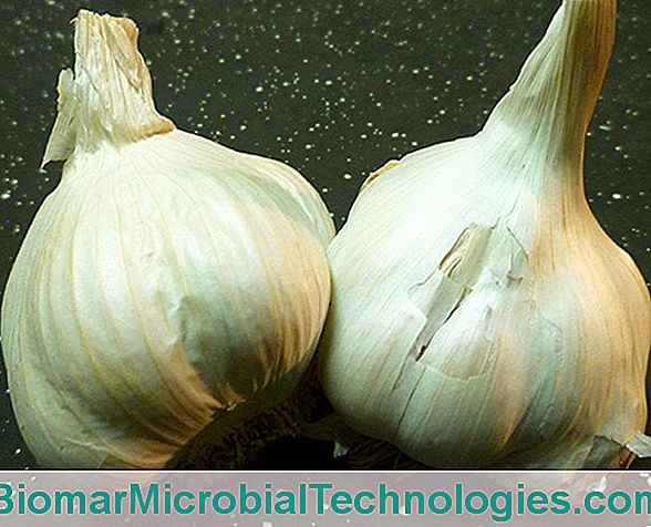 Decoction Of Garlic Against Mildew, Powdery Mildew And Aphids