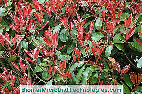 Photinia Size: When And How?