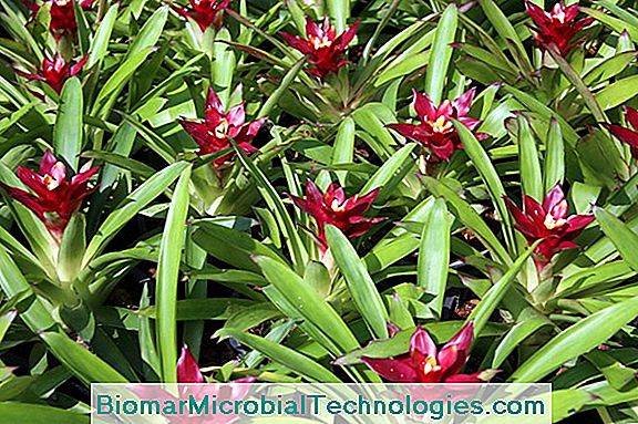 Bromeliads: Colorful Plants To Bloom Indoors
