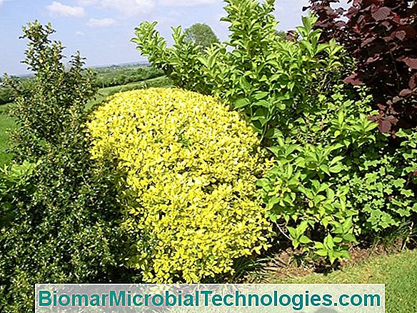 Create A Flowering Hedge