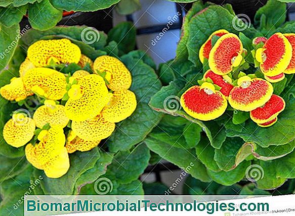 Gloxinia: Flowers All Summer Indoors