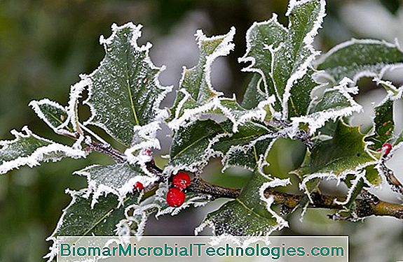 Green Plants In Winter