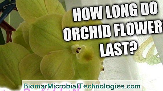 Orchid: How To Make It Last?