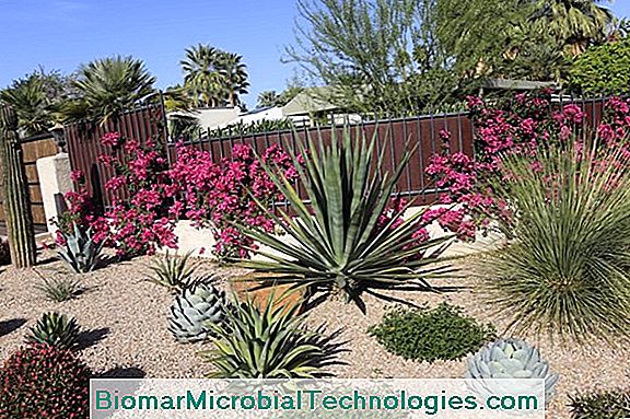 Yucca Outdoor: Maintenance, Watering