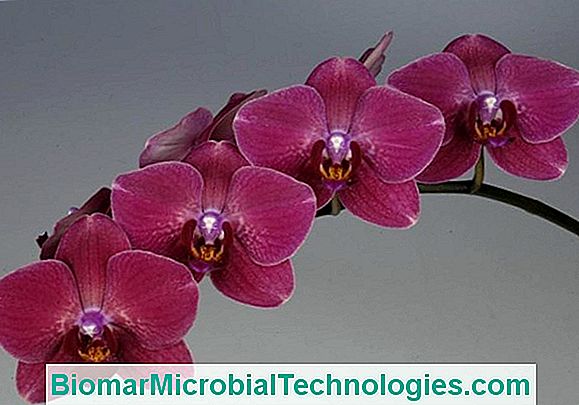 Phalaenopsis Orchid Or Butterfly Orchid