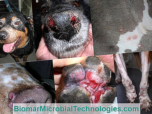 Dog Leishmaniasis: Symptoms, Treatment And Prevention