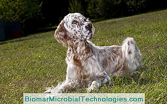 The English Setter, Very Elegant Dog With Speckled Dress