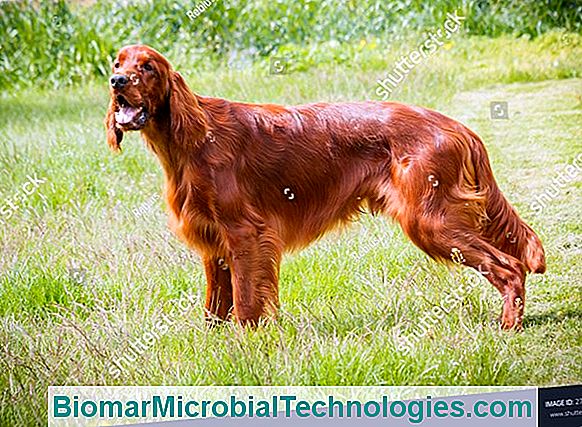 The Irish Setter, A Dog With A Long, Flamboyant And Shiny Red Hair