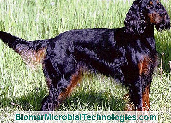 The Gordon Setter, A Physical And Enduring Dog