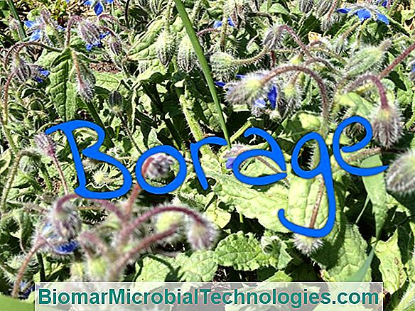 Borage (Borago Officinalis), Rich In Omega-6
