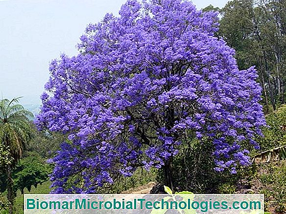 Jacaranda (Jacaranda Mimosifolia), The Blazing Blue