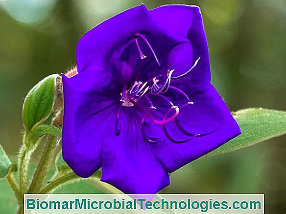 Tibouchine D'Urville (Tibouchina Urvilleana), Purple Flowers
