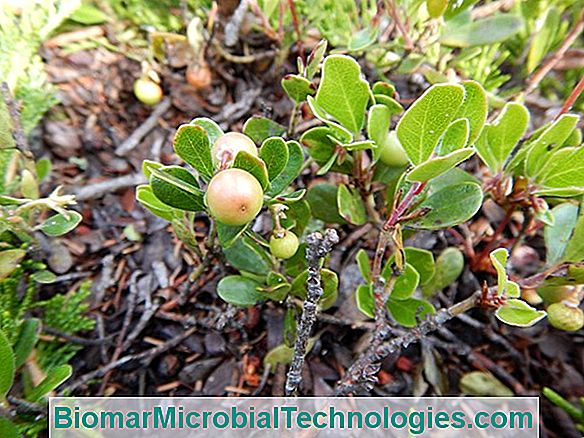 The Bearberry: Health Benefits And Assets
