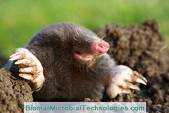 How To Hunt Moles From Your Garden?