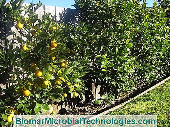 A Case For Edible Fruits: The Garden Of Pomona (17)