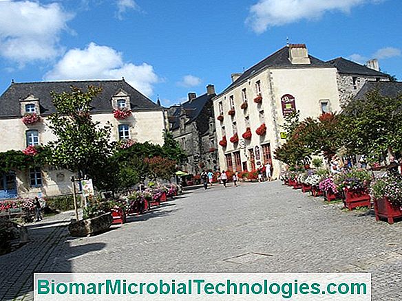 Floral Walk In Brittany