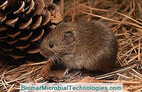 The Ground Vole Or Rat Taupier: How To Fight?