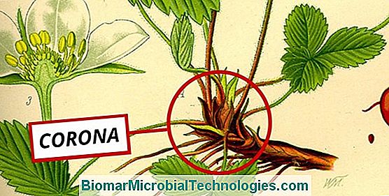 Limpiar Las Plantas De Fresa De Sus Hojas Secas.