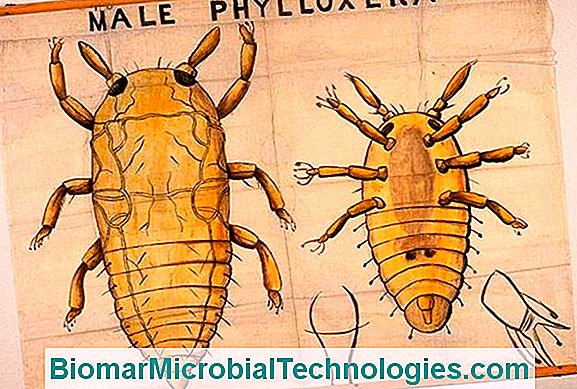 Phylloxera, Una Plaga De Insectos De La Vid
