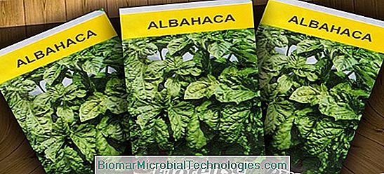 Albahaca: Hojas Muy Aromáticas.